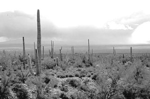 https://commons.wikimedia.org/wiki/File:Arizona_Saguaro_Cactus.jpg